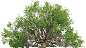 3D Angel Oak Live Tree Lying Floor