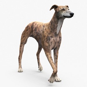 3D model Greyhound Dog Male Brindle Fur Rigged