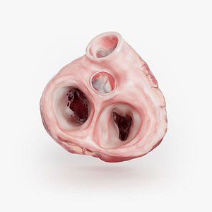 Animated human heart valve cycle - transverse section