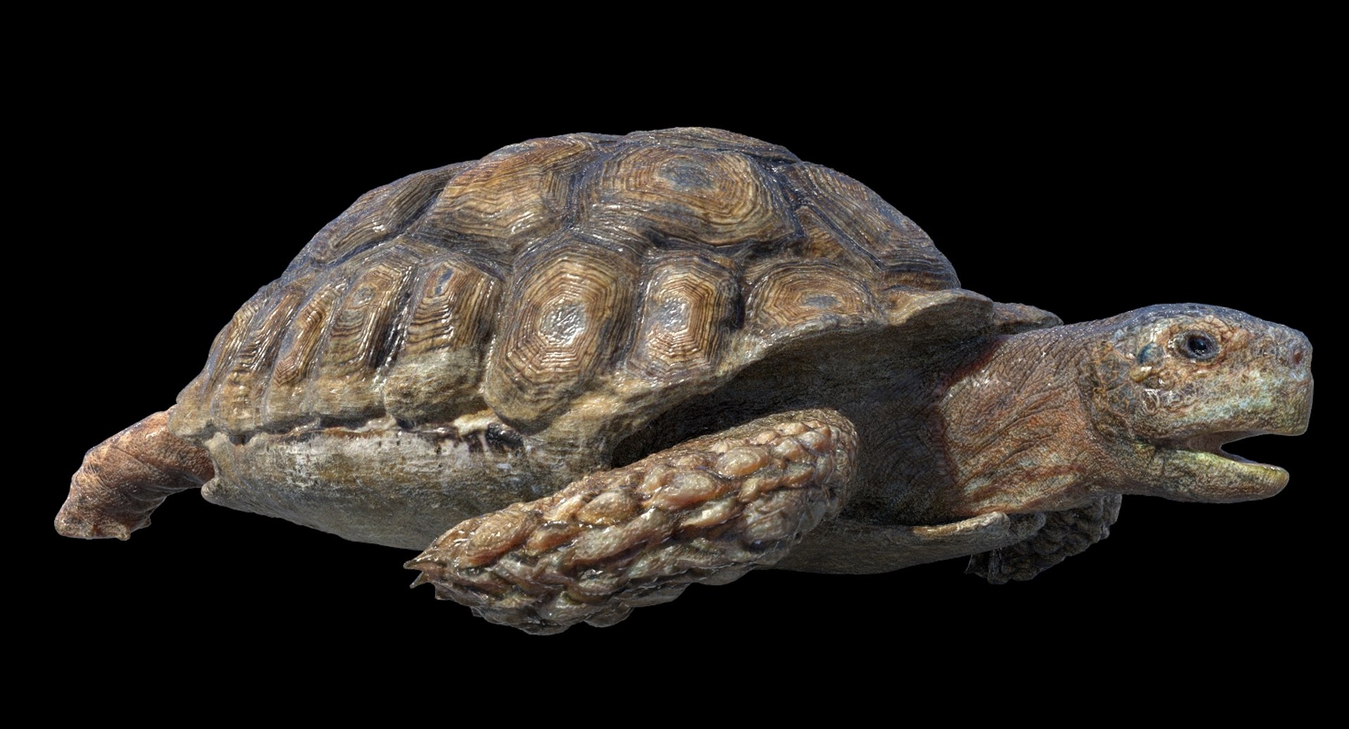 Turtle Rigged 3D Model - TurboSquid 1253501