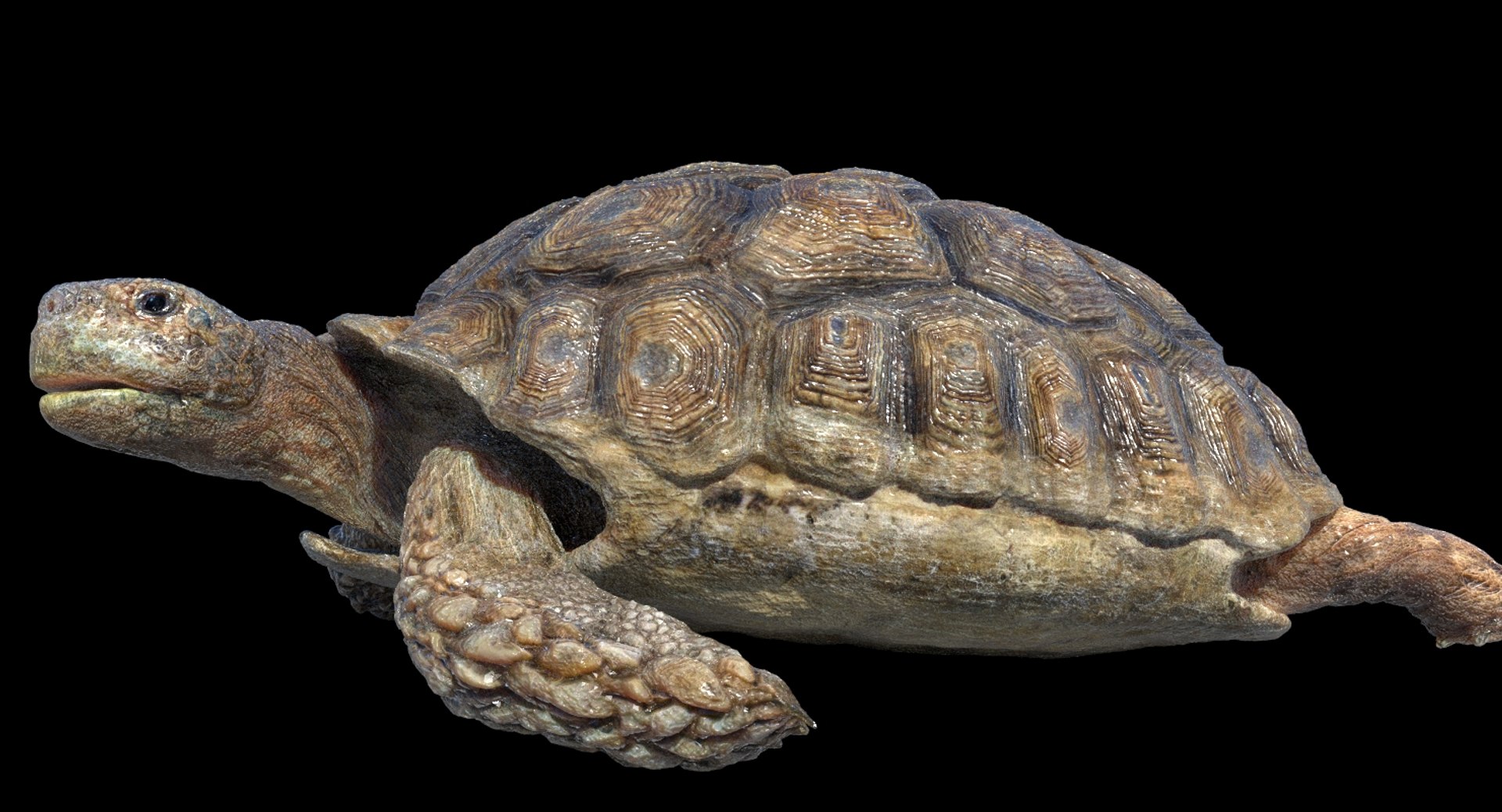 Turtle Rigged 3D Model - TurboSquid 1253501