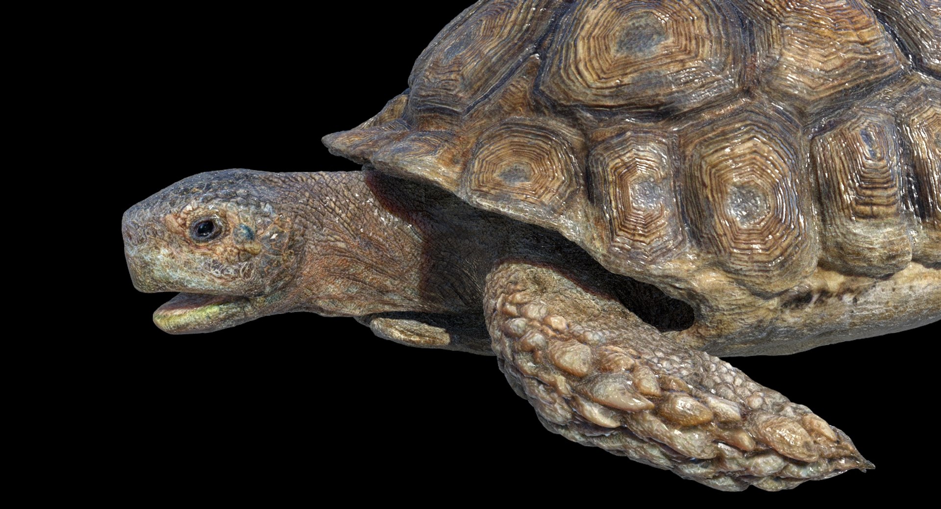 Turtle Rigged 3D Model - TurboSquid 1253501