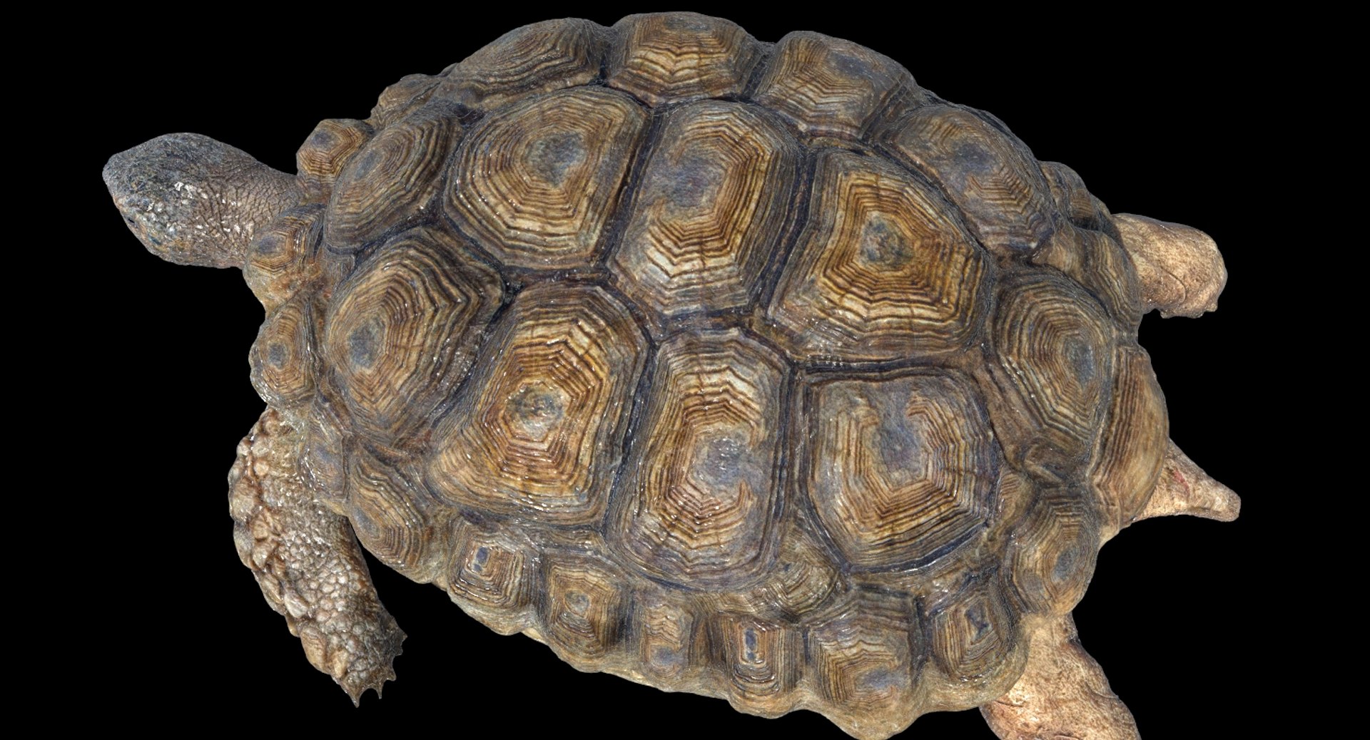 Turtle Rigged 3D Model - TurboSquid 1253501