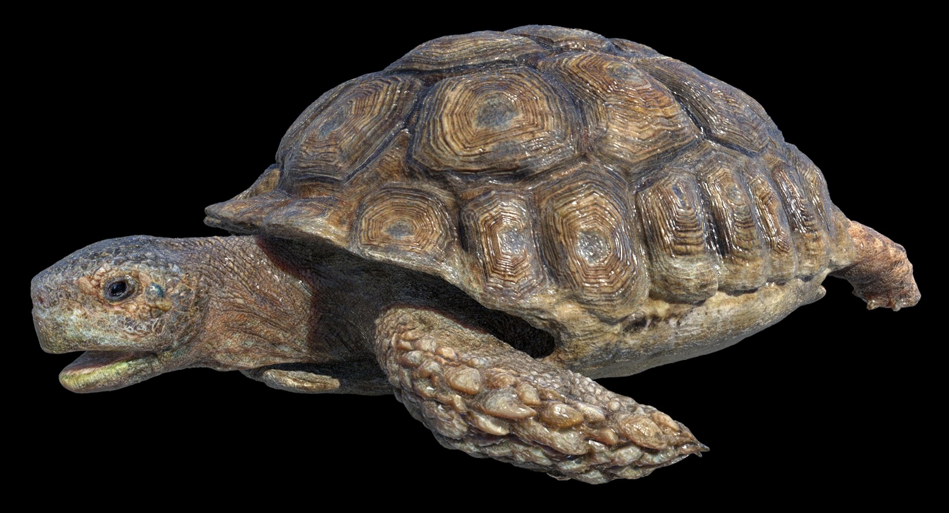 Turtle Rigged 3D Model - TurboSquid 1253501