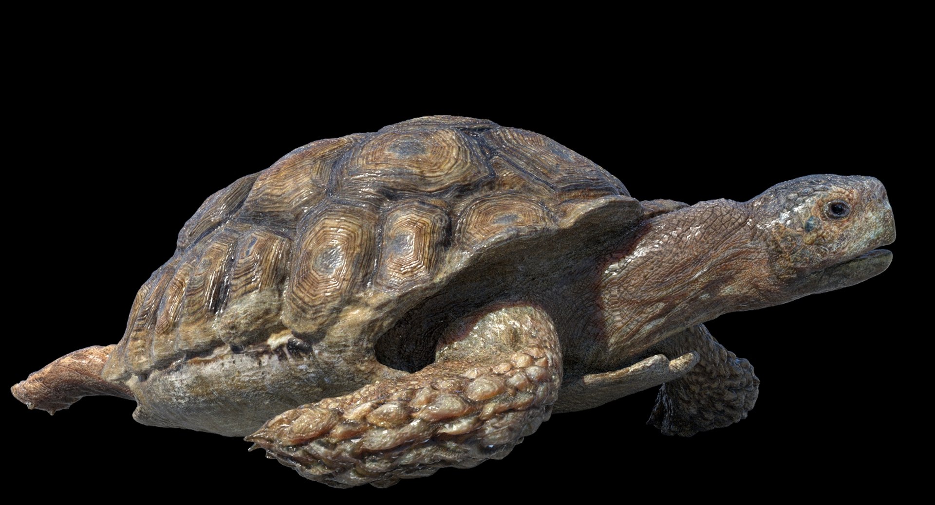 Turtle Rigged 3D Model - TurboSquid 1253501