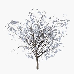 3D jacaranda winter model