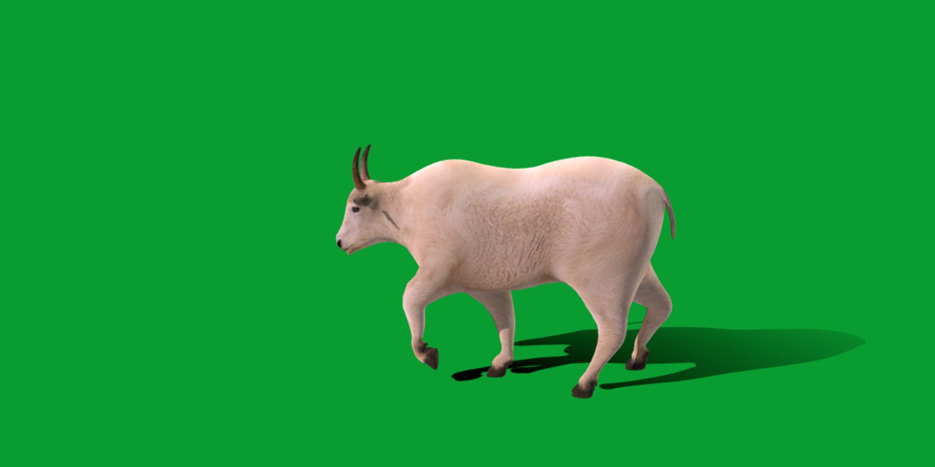 Mountain Goat Model - TurboSquid 2333721