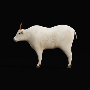 Mountain Goat