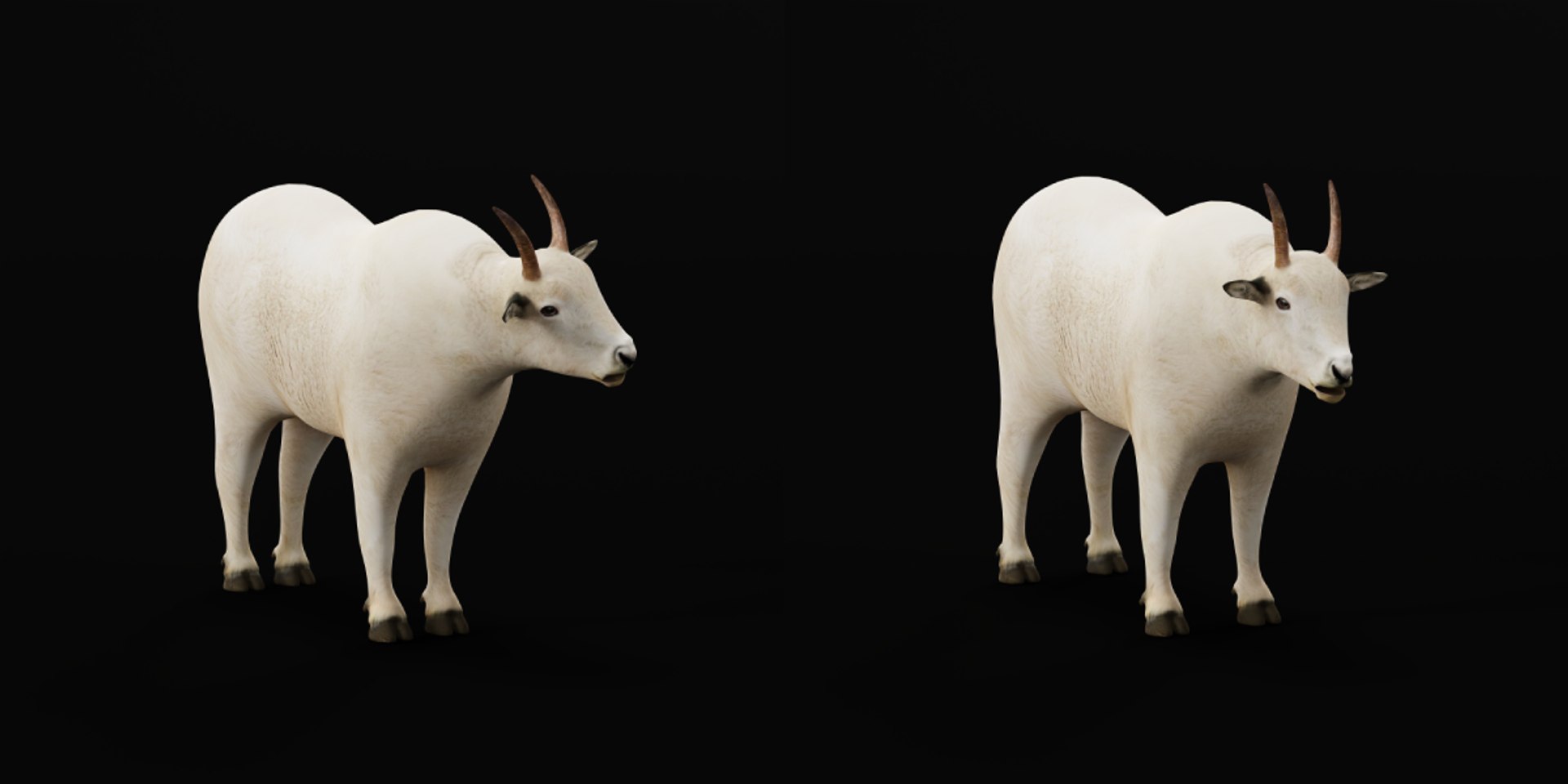 Mountain Goat Model - TurboSquid 2333721
