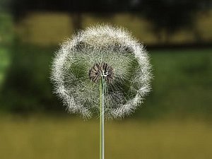 Dandelion