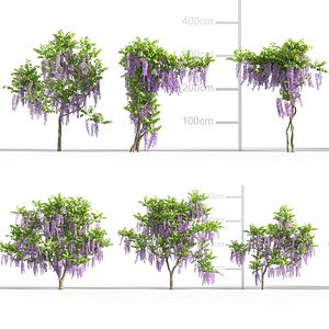 Wisteria sinensis