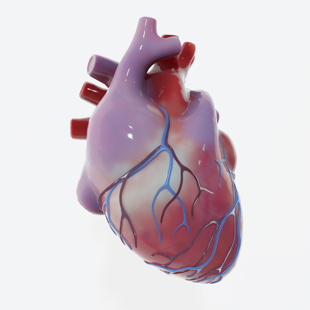 Modeled Human Heart 3D Model - TurboSquid 1655078