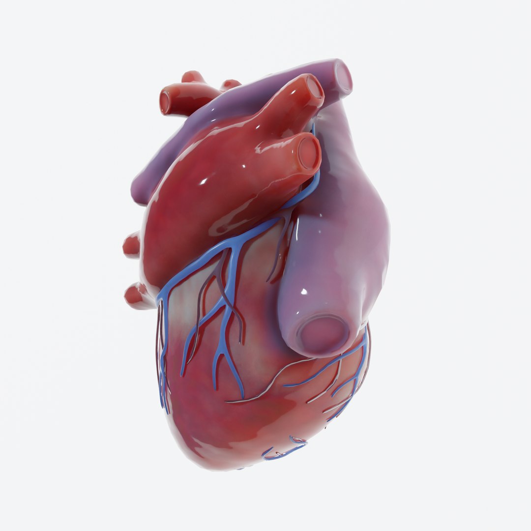 Modeled Human Heart 3D Model - TurboSquid 1655078