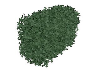 Shrub Bush