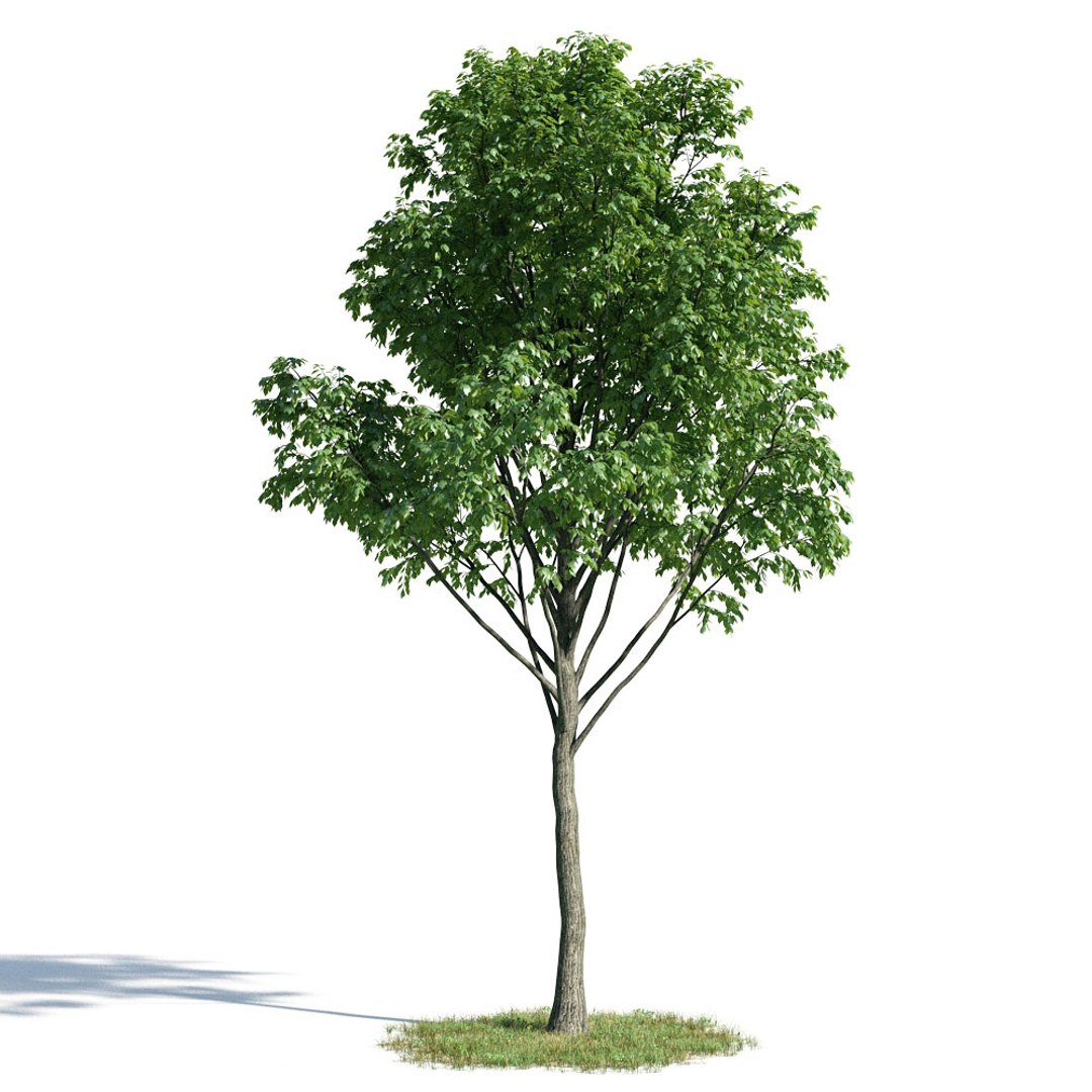 Дерево в 3 d. Дерево для 3д Макс. Модель дерева. Дерево 3д. Деревья для моделирования.