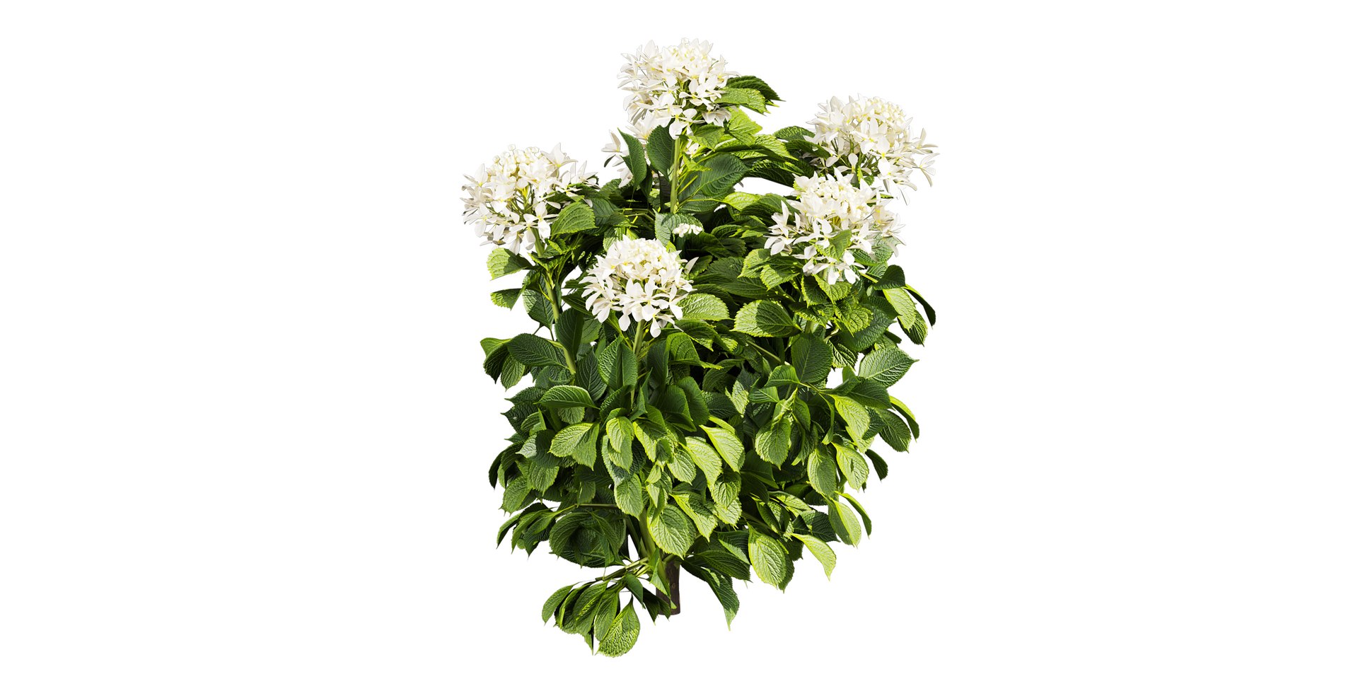 3D Collection plant vol 570 - shurb - Hydrangea - Great - Star  - blender https://p.turbosquid.com/ts-thumb/6I/Q1Ontp/RM/untitled5_0007_8.jpg/jpg/1719499553/1920x1080/fit_q87/6bf60a1b6b25844b7324d71bb36daed978121b1a/untitled5_0007_8.jpg.jpg