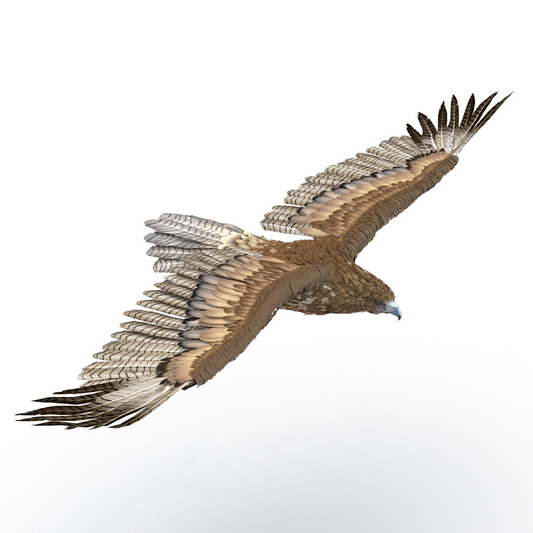 Gurney Eagle Pose 3 3D Model 3D model preview