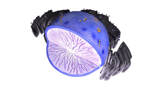 3d nucleolus nucleus