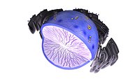 Nucleus