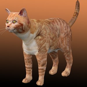 3D model Orange Cat Tabby