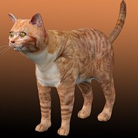 Orange Cat Tabby