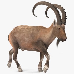Alpine Ibex in Walking Pose Fur model