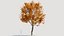 Platanus orientalis b