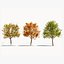 Platanus orientalis b