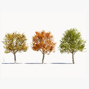 Platanus orientalis b