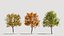 Platanus orientalis b