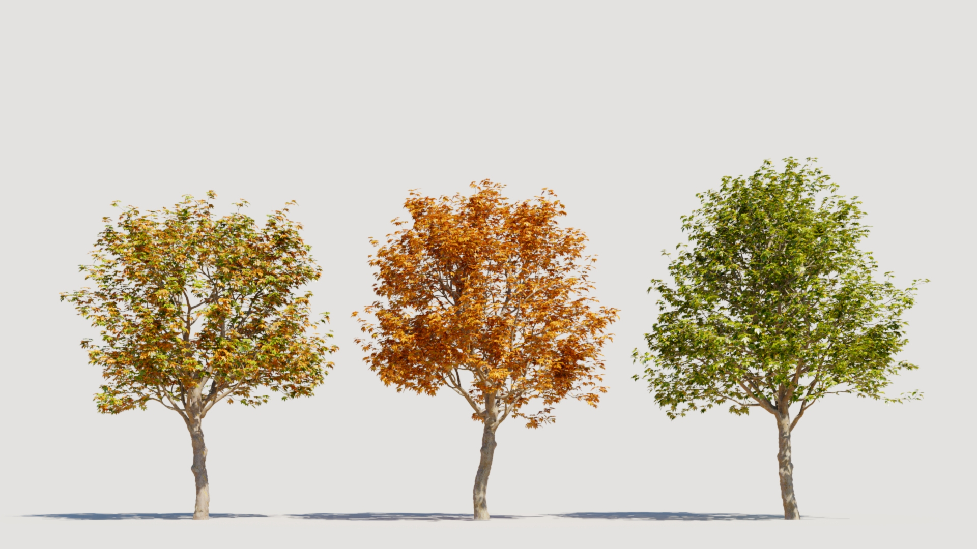 3D Platanus orientalis b model https://p.turbosquid.com/ts-thumb/6I/rSosMj/iN/imagename/jpg/1730449219/1920x1080/turn_fit_q99/fc40159e574078c4bd8c5245612e13d31e5b33c3/imagename-1.jpg