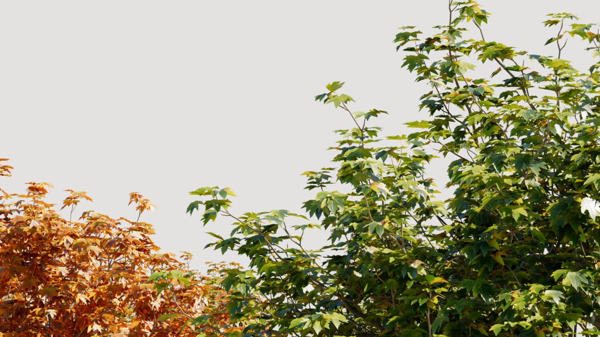 3D Platanus orientalis b model https://p.turbosquid.com/ts-thumb/6I/rSosMj/lg/platanusorientalisb_11/jpg/1730449210/1920x1080/fit_q87/e09827af5b2d300b4facb8620aa641c4fb74d616/platanusorientalisb_11.jpg