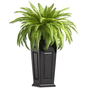 Boston Fern in a ArtDeco flowerpot Plant Front Entrance Patio