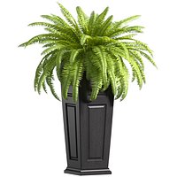 Boston Fern in a ArtDeco flowerpot Plant Front Entrance Patio