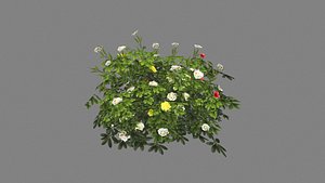 3D model Cartoon white rose bushes
