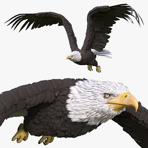 3D Eagle Rigged For Blender Animated Set model