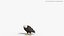 3D Eagle Rigged For Blender Animated Set model