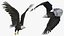 3D Eagle Rigged For Blender Animated Set model