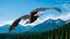 3D Eagle Rigged For Blender Animated Set model