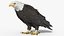3D Eagle Rigged For Blender Animated Set model