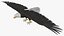 3D Eagle Rigged For Blender Animated Set model