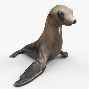 California Sea Lion Idle Animated Rigged for Maya
