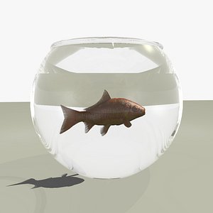 common goldfish fish bowl 3d c4d
