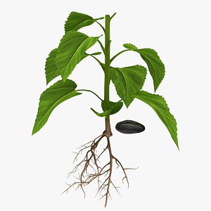 Plant Grow Rigged and Animated