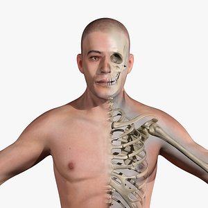 Human Anatomy Skeletal Systems (Male)