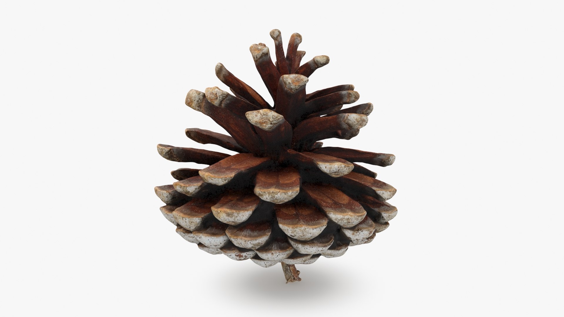 3D Dried Pine Cone 04 https://p.turbosquid.com/ts-thumb/6J/uqRXpZ/3X/driedpinecone04_b0002/jpg/1730362842/1920x1080/fit_q87/5cd50cbf199d9b89526acc6a3d58775af82ab3ab/driedpinecone04_b0002.jpg