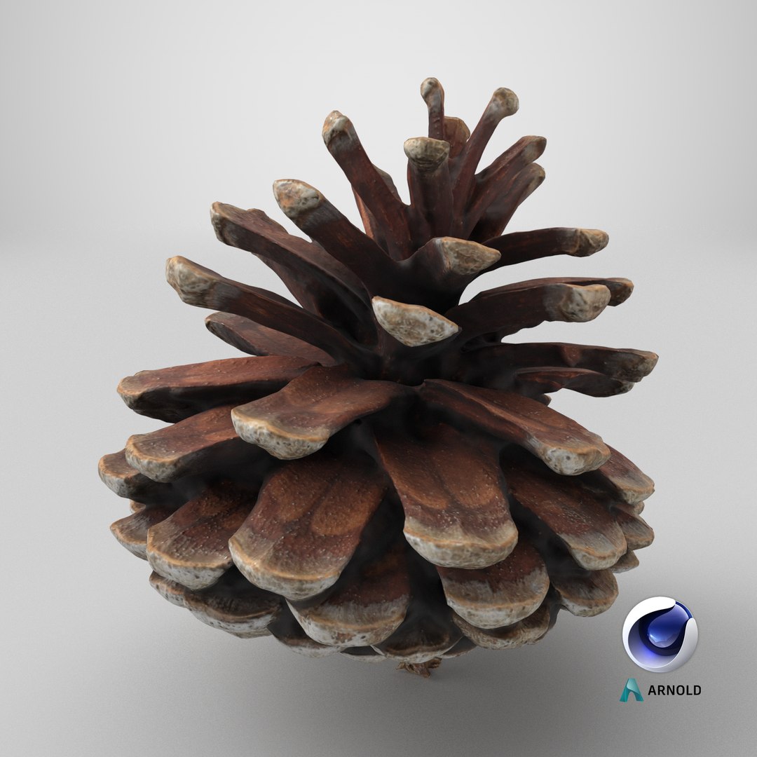 3D Dried Pine Cone 04 https://p.turbosquid.com/ts-thumb/6J/uqRXpZ/Ce/stemcell_cinema_4d_arnold_render/png/1730482254/1920x1080/fit_q87/a8008ff9f0dfb32c63a779b6c6518544ba617e3f/stemcell_cinema_4d_arnold_render.jpg