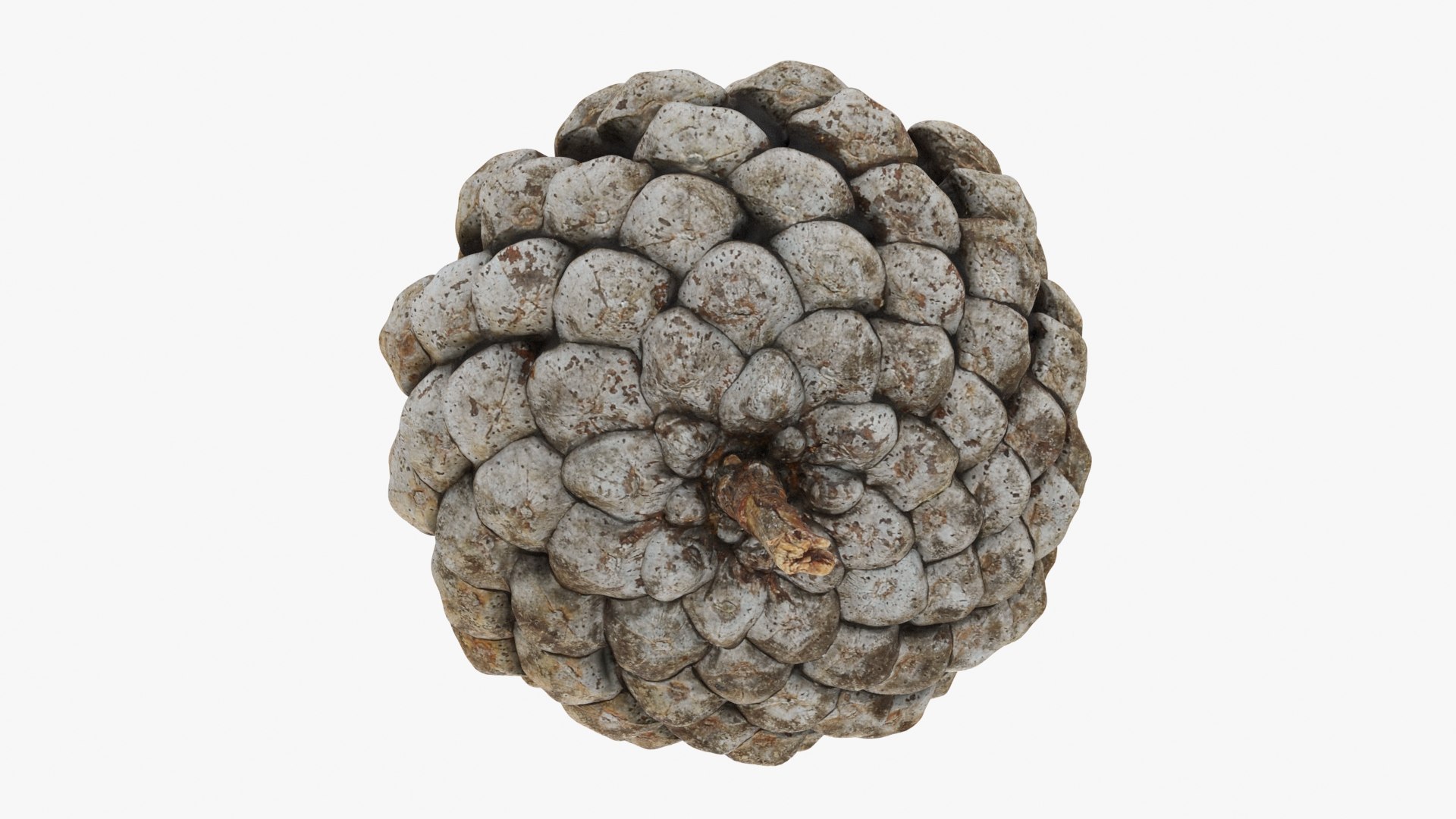3D Dried Pine Cone 04 https://p.turbosquid.com/ts-thumb/6J/uqRXpZ/Dx/driedpinecone04_b0022/jpg/1730362855/1920x1080/fit_q87/d60a4479733675f02ac9fbc792fe6737c240ae42/driedpinecone04_b0022.jpg