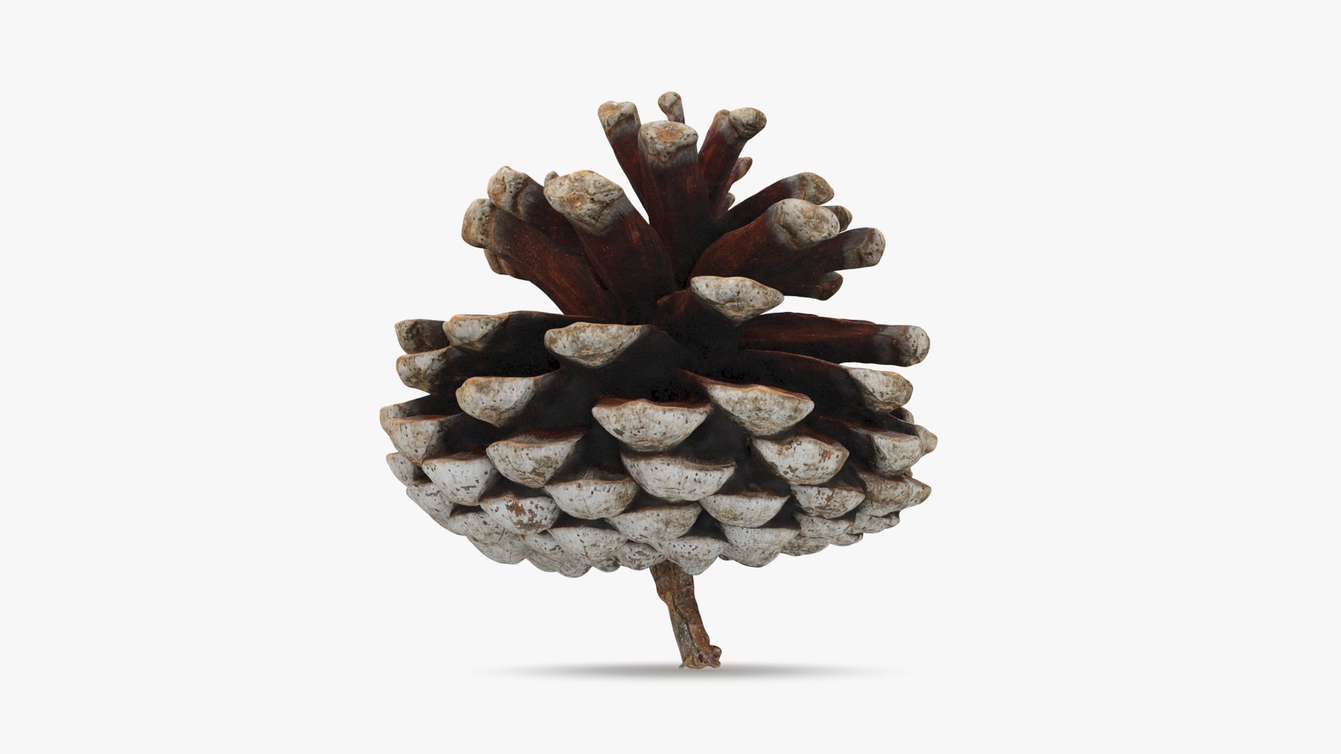 3D Dried Pine Cone 04 https://p.turbosquid.com/ts-thumb/6J/uqRXpZ/J3/driedpinecone04_b0014/jpg/1730362847/1920x1080/fit_q87/5932ce6150a0df0b17c8a151f6022ce482f2a74e/driedpinecone04_b0014.jpg