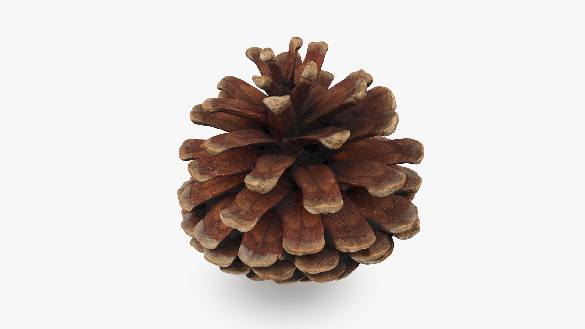3D Dried Pine Cone 04 https://p.turbosquid.com/ts-thumb/6J/uqRXpZ/Jq/driedpinecone04_b0006/jpg/1730362849/1920x1080/fit_q87/b0fb42bb806280220e6e68116fe959869f01e083/driedpinecone04_b0006.jpg